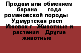 Продам или обменяем барана 2,5 года романовской породы. - Удмуртская респ., Ижевск г. Животные и растения » Другие животные   